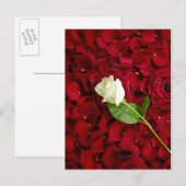 White Rose on Red Petals Briefkaart (Voorkant / Achterkant)