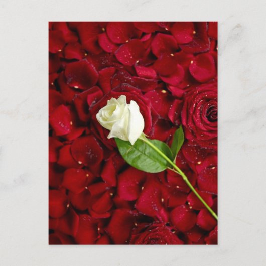 White Rose on Red Petals Briefkaart (Voorkant)