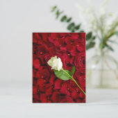 White Rose on Red Petals Briefkaart (Staand voorkant)