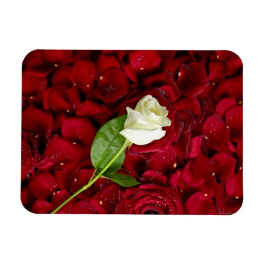 White Rose on Red Petals Magneet (Horizontaal)