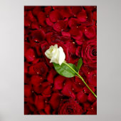 White Rose on Red Petals Poster (Voorkant)