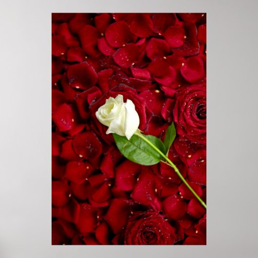 White Rose on Red Petals Poster (Voorkant)