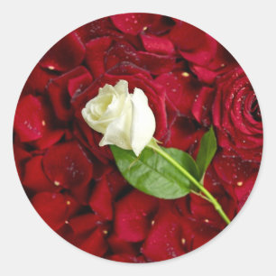 White Rose on Red Petals Ronde Sticker