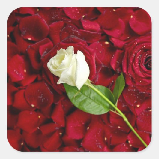 White Rose on Red Petals Vierkante Sticker (Voorkant)