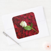 White Rose on Red Petals Vierkante Sticker (Envelop)