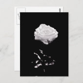 White Rose op zwarte achtergrond Briefkaart (Voorkant / Achterkant)