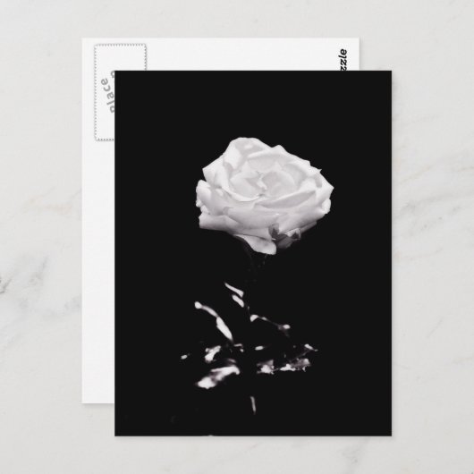 White Rose op zwarte achtergrond Briefkaart (Voorkant / Achterkant)