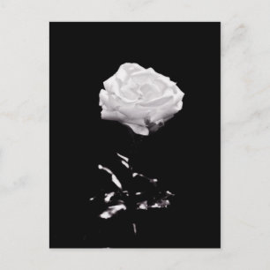 White Rose op zwarte achtergrond Briefkaart