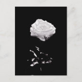 White Rose op zwarte achtergrond Briefkaart (Voorkant)