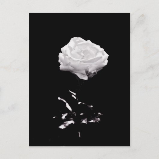 White Rose op zwarte achtergrond Briefkaart (Voorkant)