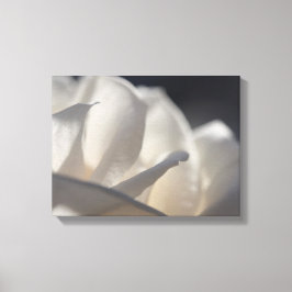 White Rose Petals Flower Canvas Afdruk