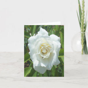 White Rose Photo Folded Note Kaart