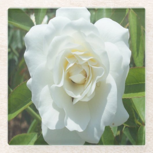 White Rose Photo Square Onderzetter Glazen Onderzetter (Voorkant)