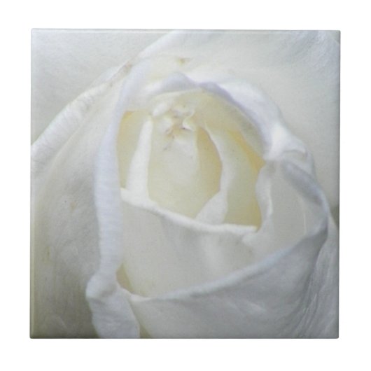 White Rose Photo Valentijn Tegeltje (Voorkant)