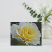 White rose Postcard Briefkaart (Staand voorkant)