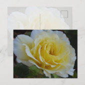 White rose Postcard Briefkaart (Voorkant / Achterkant)