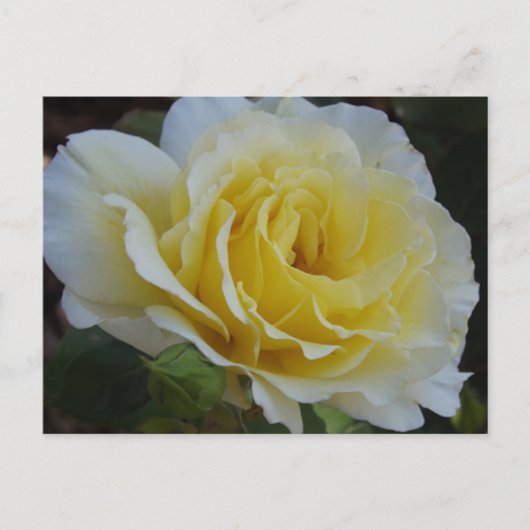 White rose Postcard Briefkaart (Voorkant)