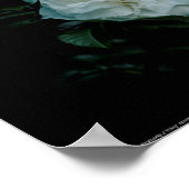 White Rose Poster (Hoek)