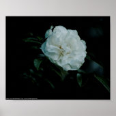 White Rose Poster (Voorkant)