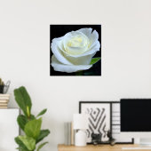 White Rose Poster (Thuiskantoor)