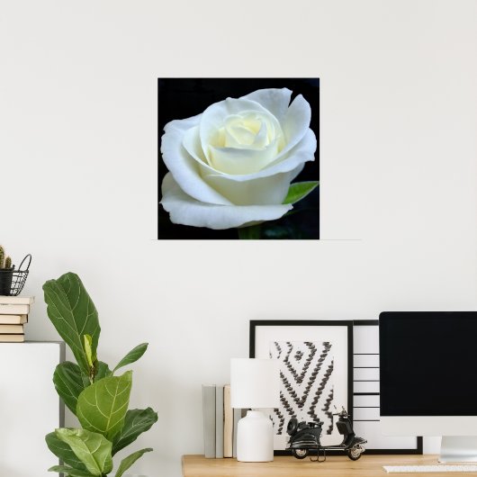 White Rose Poster (Thuiskantoor)