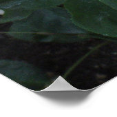 White Rose Poster (Hoek)