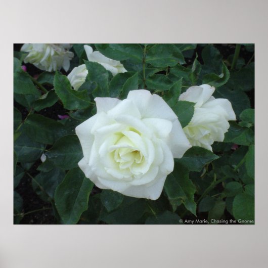 White Rose Poster (Voorkant)