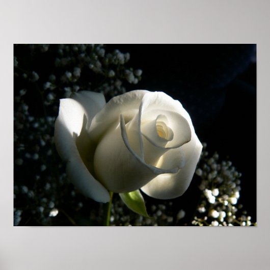 White Rose Poster (Voorkant)