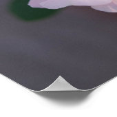 White Rose Poster (Hoek)