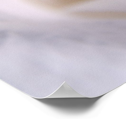 White Rose Poster (Hoek)