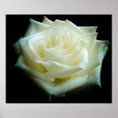 White Rose Poster (Voorkant)