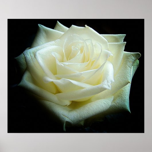 White Rose Poster (Voorkant)