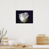 White Rose Poster (Keuken)