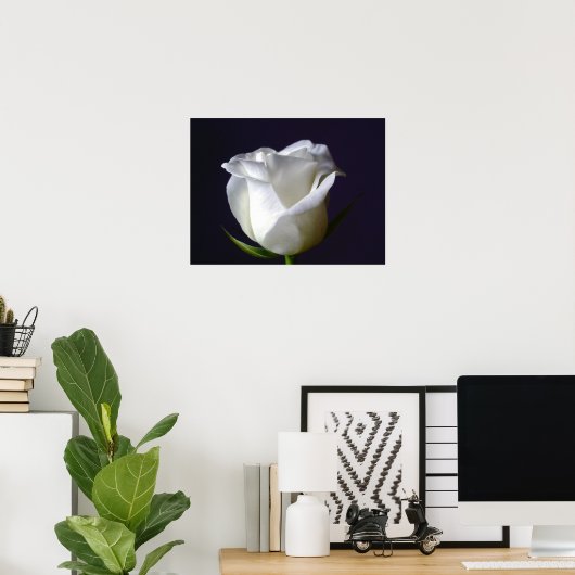 White Rose Poster (Thuiskantoor)