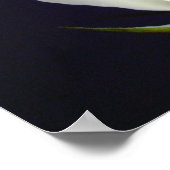 White Rose Poster (Hoek)