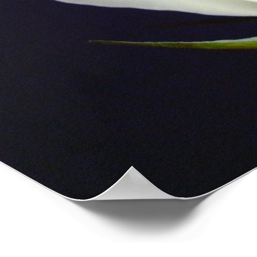 White Rose Poster (Hoek)