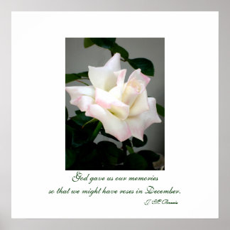 White Rose Poster/Print Poster