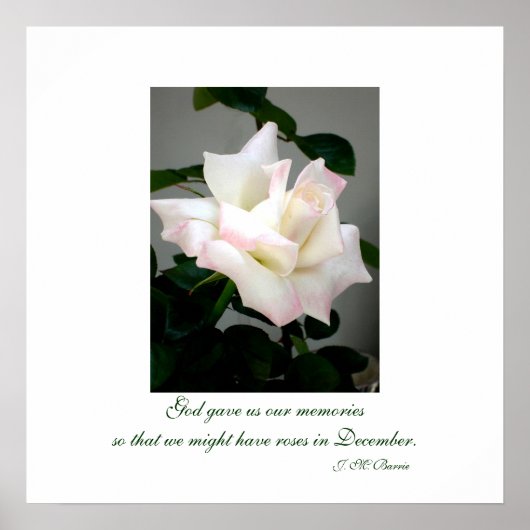 White Rose Poster/Print Poster (Voorkant)