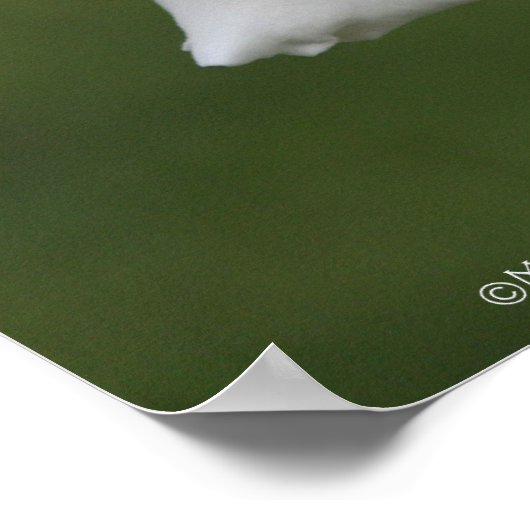 White Rose Poster: ROOS & PROSE 16x20 Poster (Hoek)