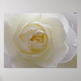 White Rose Poster — Schitterende, langwerpige afdr