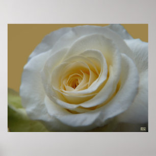 White Rose Poster — Schitterende, langwerpige afdr