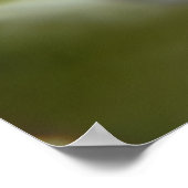 White Rose Poster — Schitterende, langwerpige afdr (Hoek)