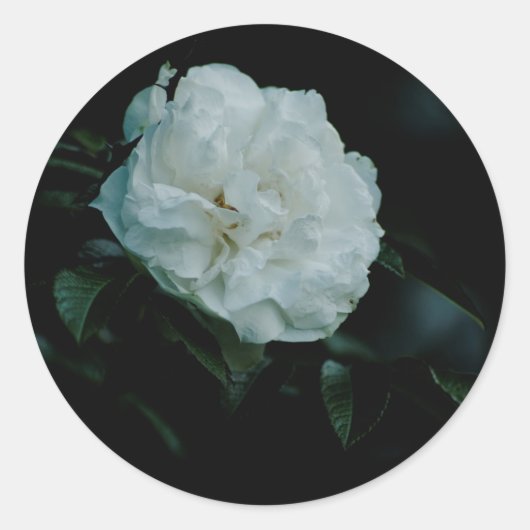 White Rose Ronde Sticker (Voorkant)