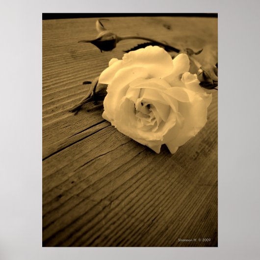 White Rose Sepia Poster (Voorkant)