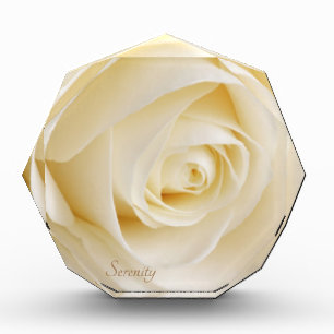White Rose Serenity Beauful Flower Rosebud Fotoblokken