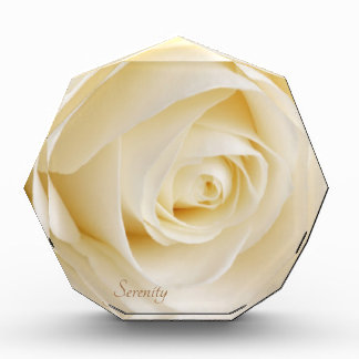 White Rose Serenity Beauful Flower Rosebud Fotoblokken