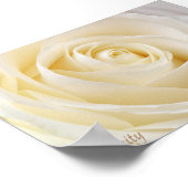 White Rose Serenity Poster (Hoek)