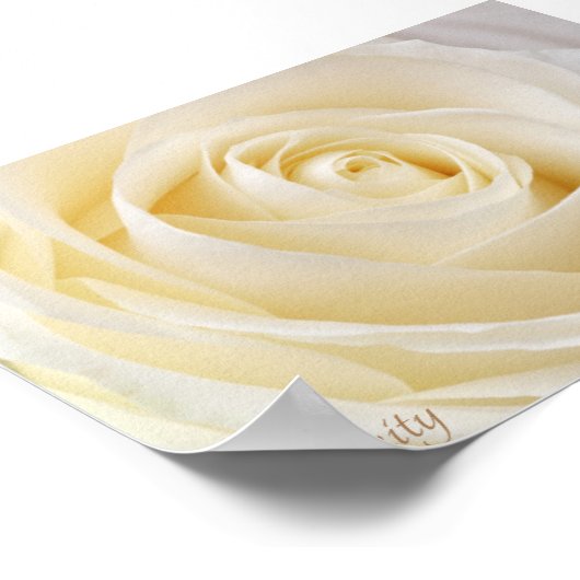 White Rose Serenity Poster (Hoek)