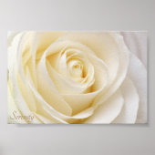White Rose Serenity Poster (Voorkant)
