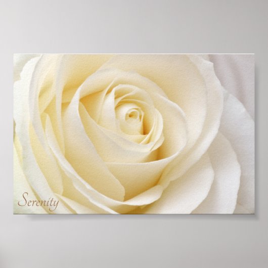 White Rose Serenity Poster (Voorkant)